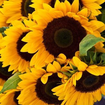 Tips for Planting Sunflower Seeds
