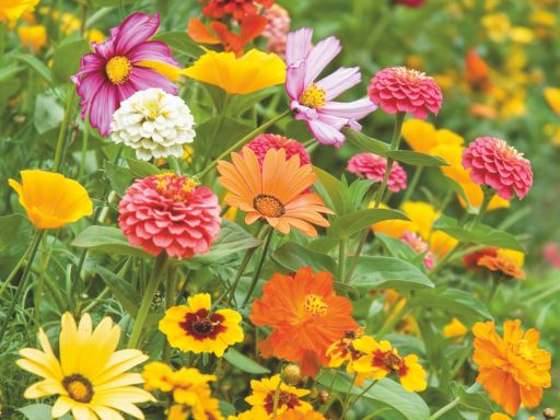 How To Plant & Grow All Annual Wildflower Mix