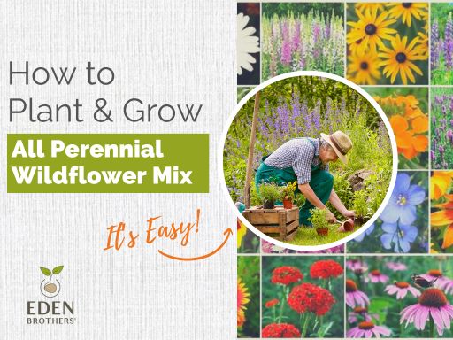 Tips for Growing All Perennial Wildflower Mix