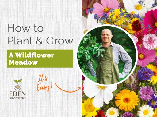 Tutorial on Planting & Growing A Wildflower Meadow