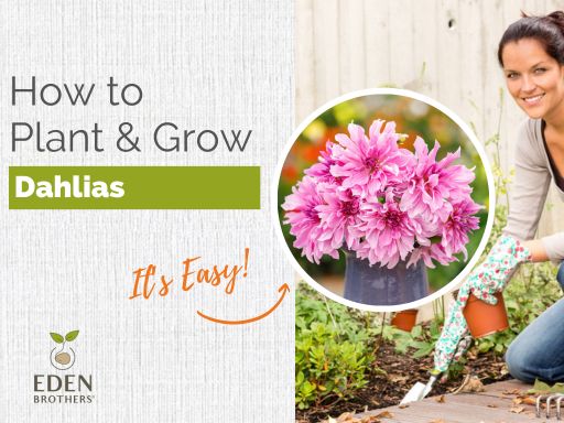 How to Plant and Grow Dahlias