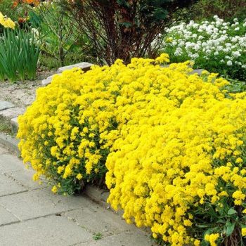 5 Colorful Cool Weather Flowers for Your Garden