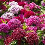 dianthus
