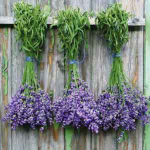 drying lavender upside down