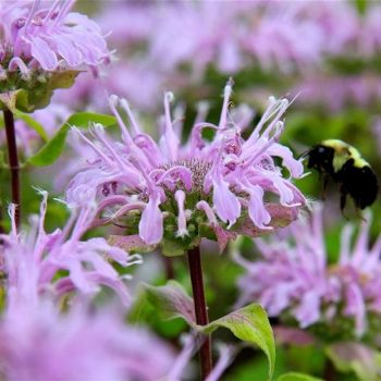 Best Practices for Pollinator Gardening