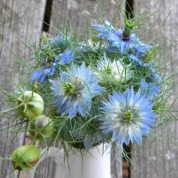 A Lot to Love about Love in a Mist