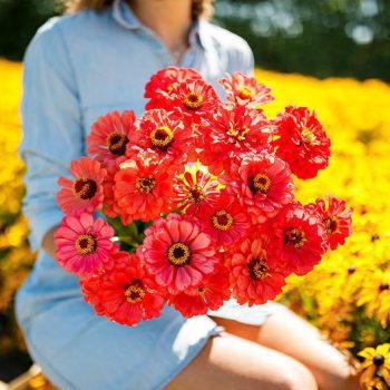 How to Plant Zinnia “Salmon Queen” from Seed
