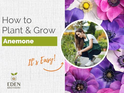 How to Plant and Grow Anemones