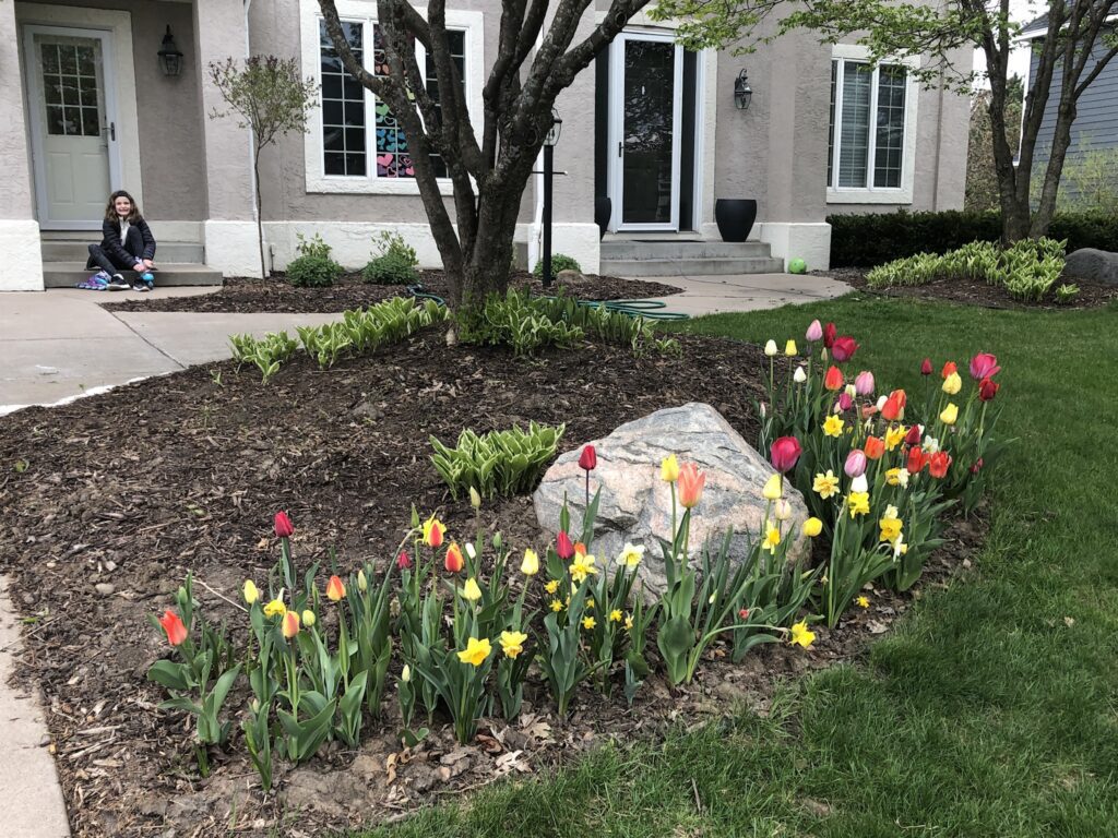 60 day tulip daffodil mix