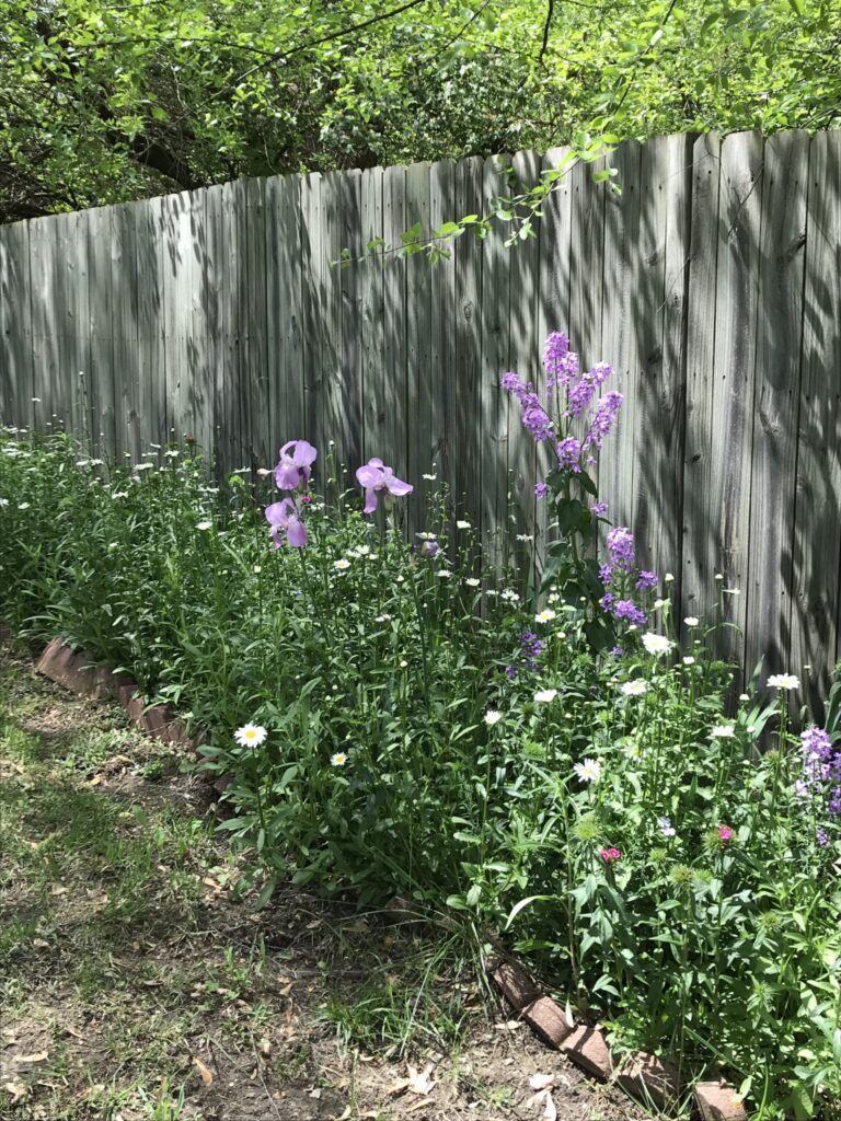 Wildflowers on a Fence