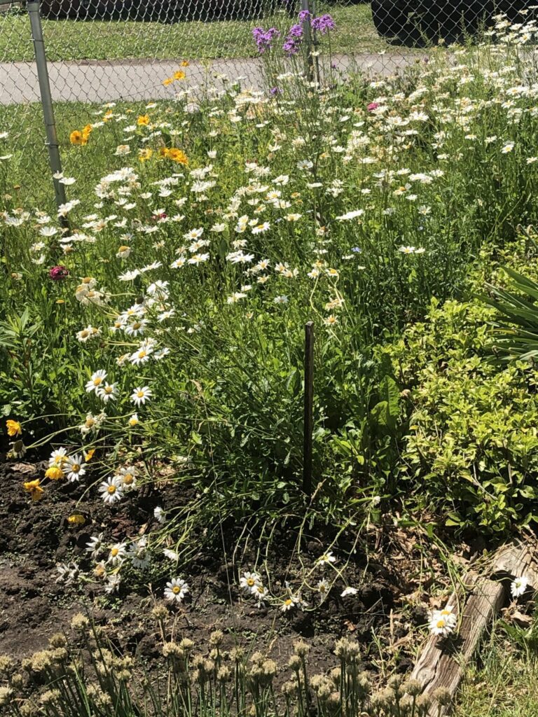 Wildflowers in Yard