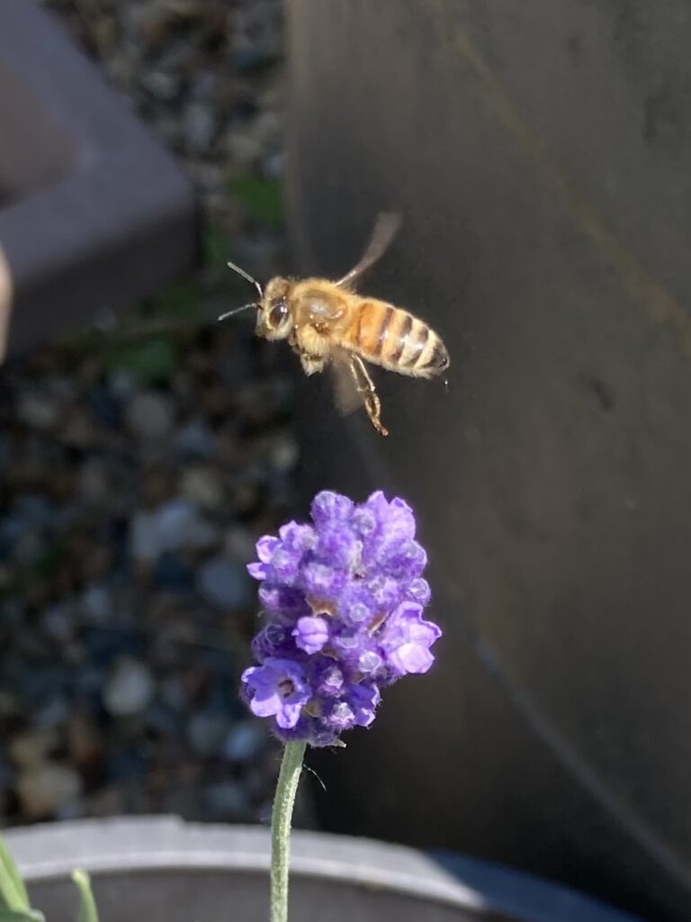 Landing on lavender !