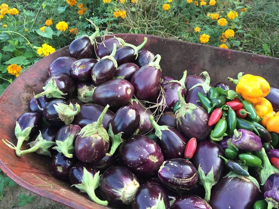 Eggplant Bounty