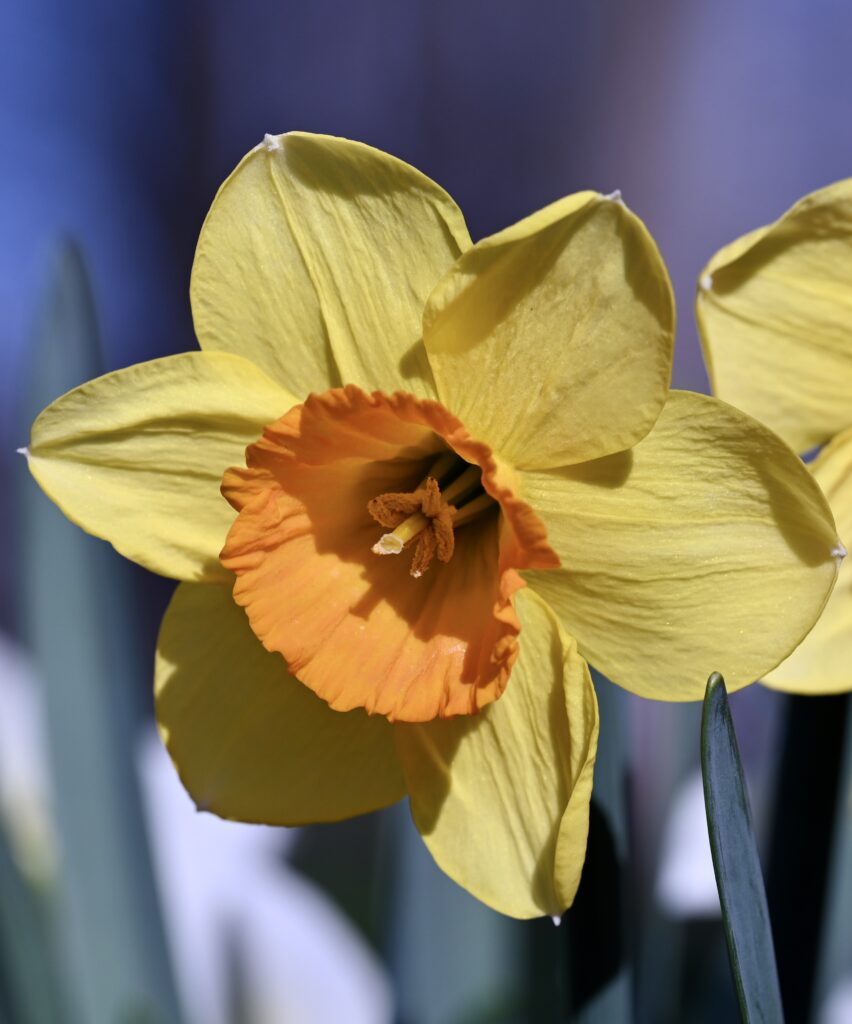 Naturalizing Daffodil
