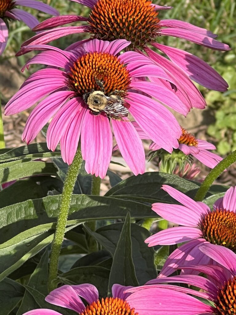 Bees loving my Echinacea!