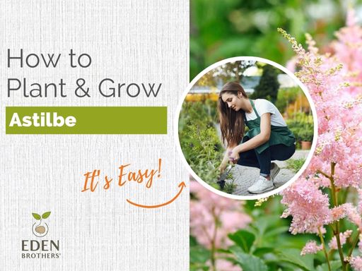 How to Plant and Grow Astilbe Roots