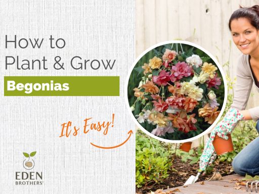 How to Plant and Grow Begonia Tubers