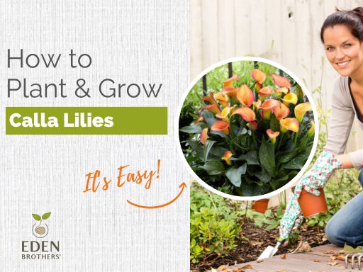 How to Plant and Grow Calla Lily Bulbs