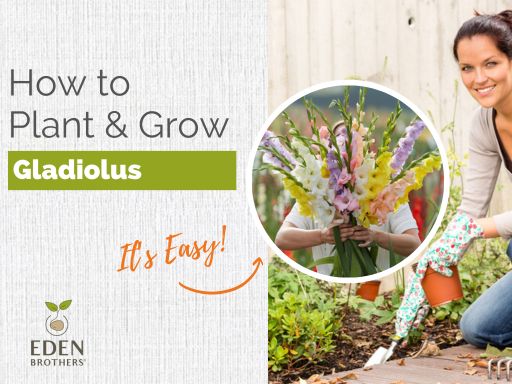 How to Plant and Grow Gladiolus Bulbs