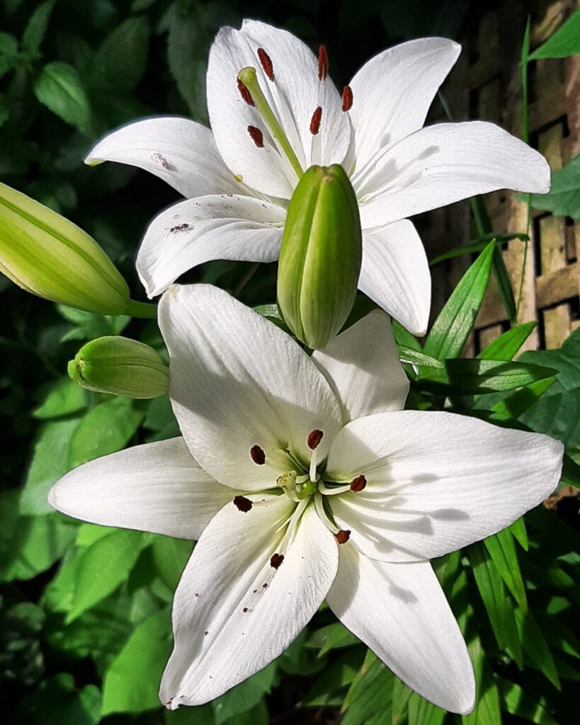 The Glow of Lilies