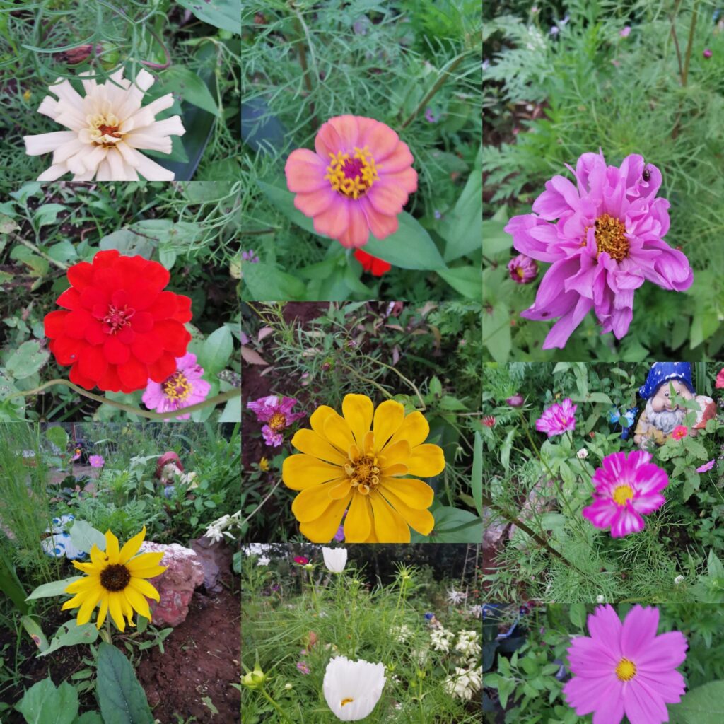 My wife bloom garden begin!!!