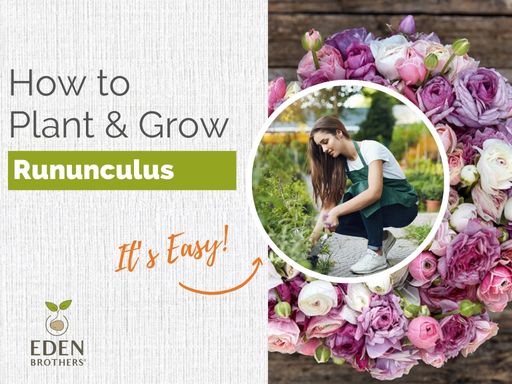 How to Plant and Grow Ranunculus Bulbs