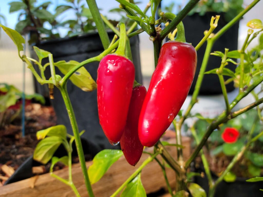 Perfect Peppers