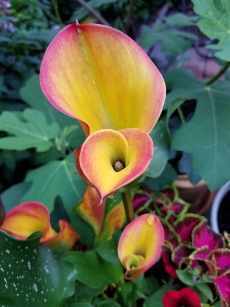 Flame Calla lillies Light Up the Garden