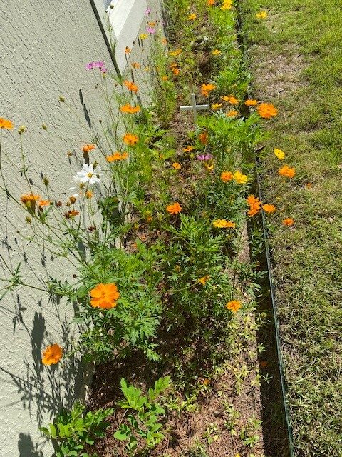 Wild flowers on the side of the house.