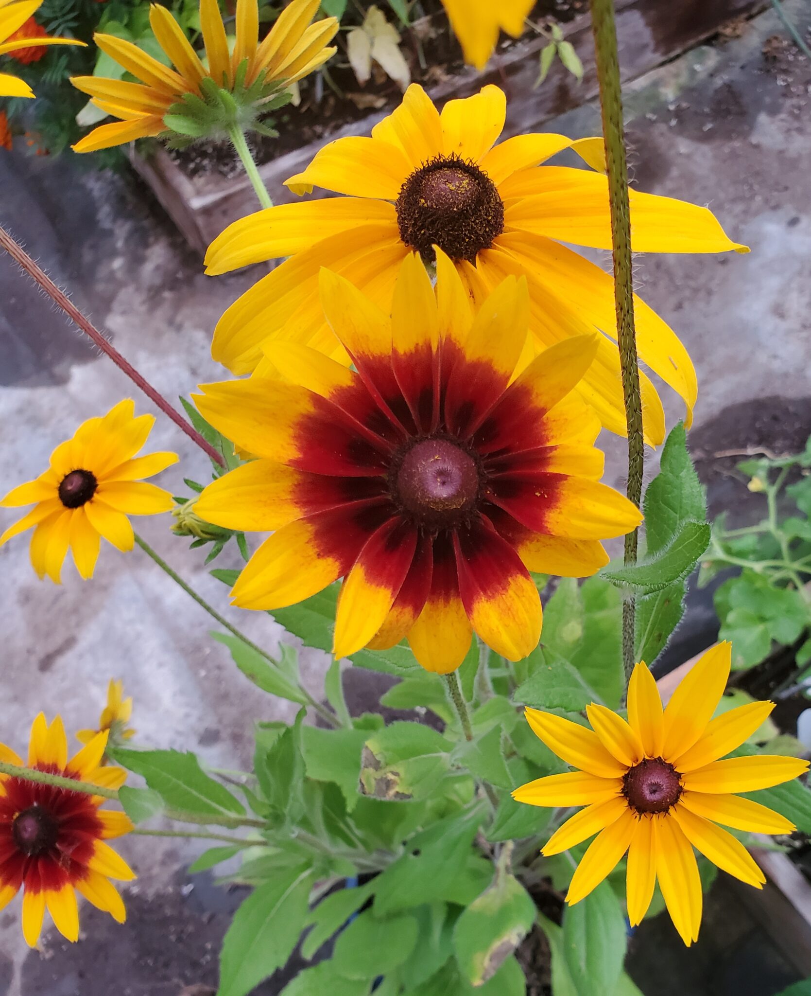 Gloriosas In My Greenhouse Eden Brothers