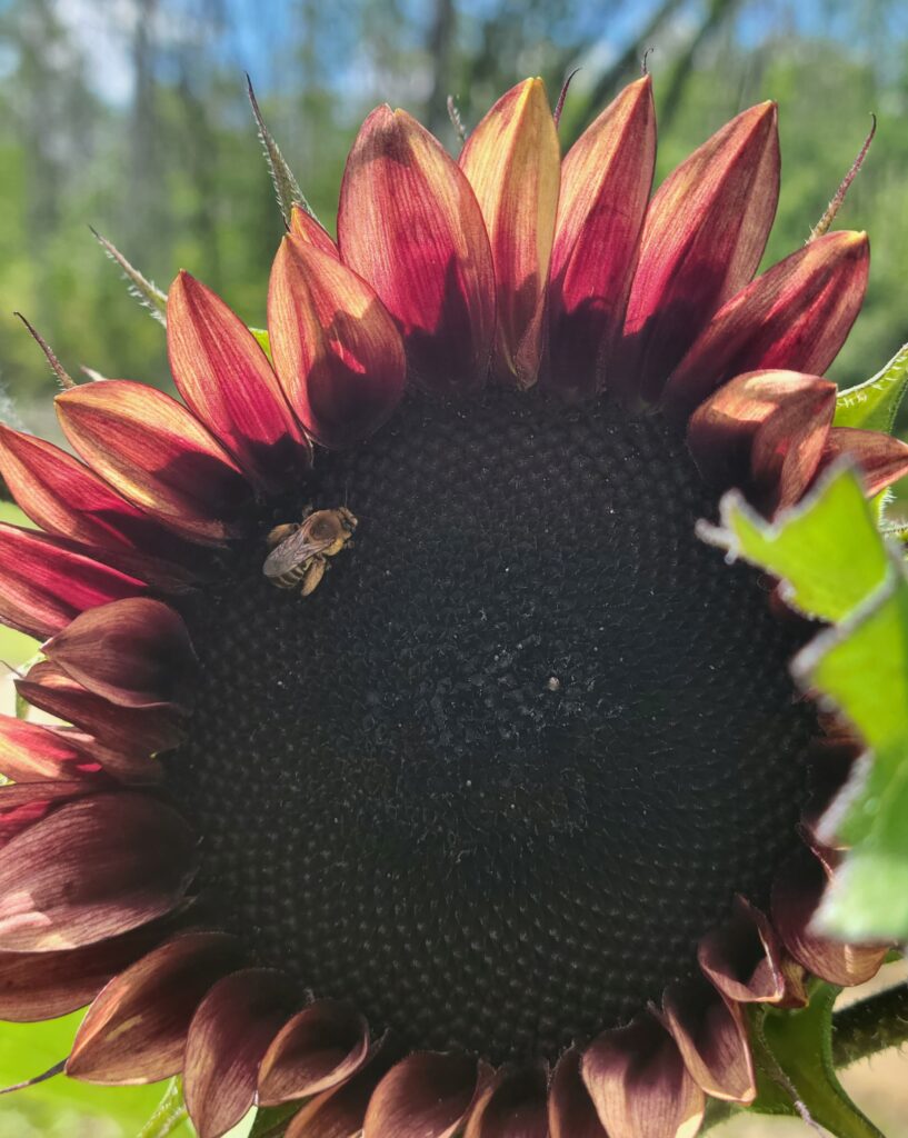 Honeybees and sunflowers!