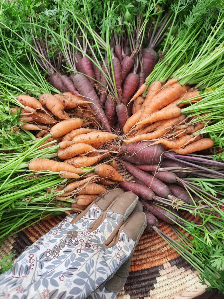 Carrot harvest!