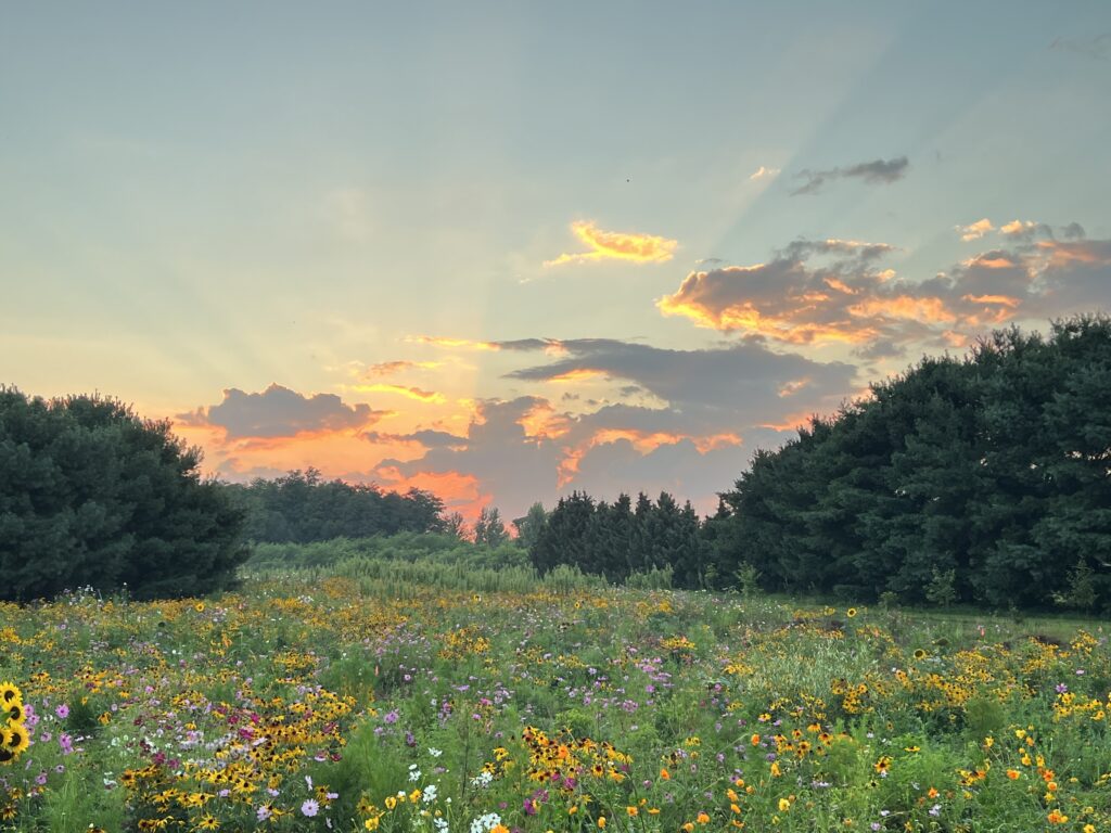 Wildflower Field Sunset