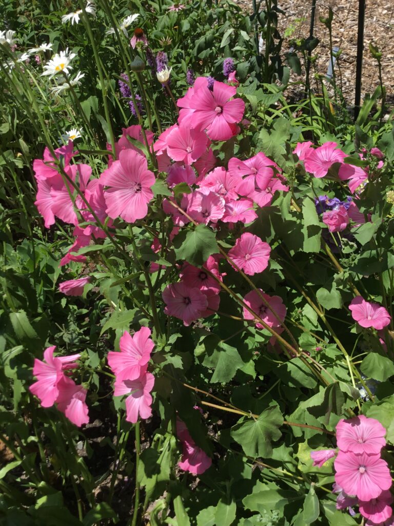 Prolific blooms of Rose Mallow Tanagra!