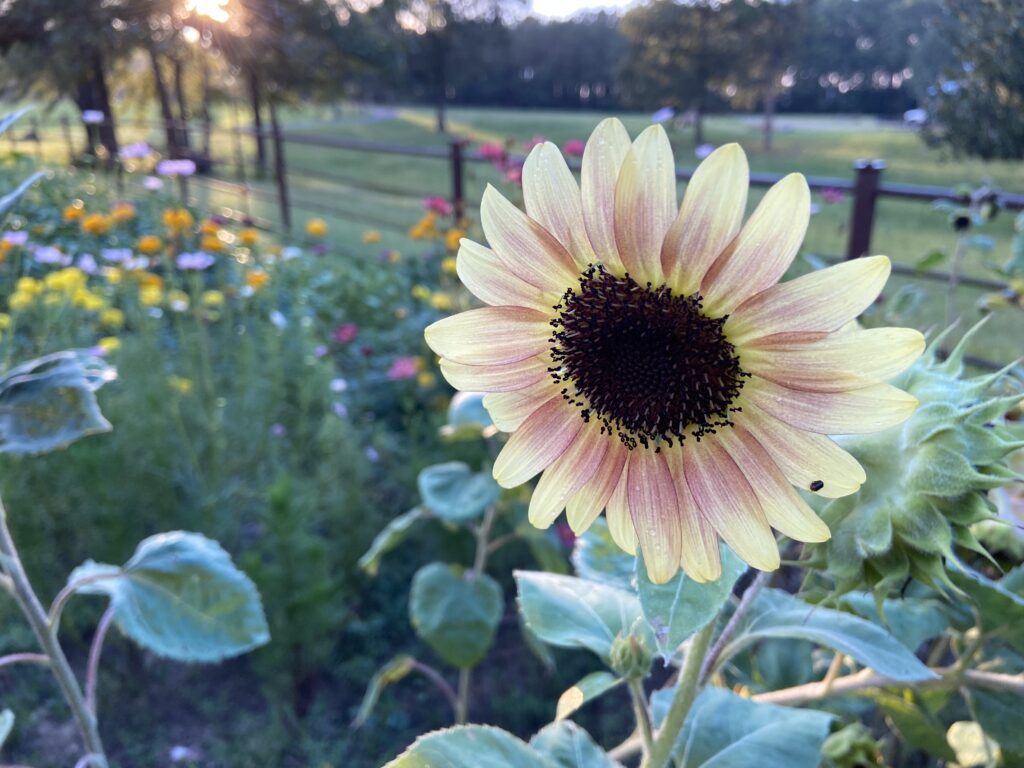 Serene Sunflower
