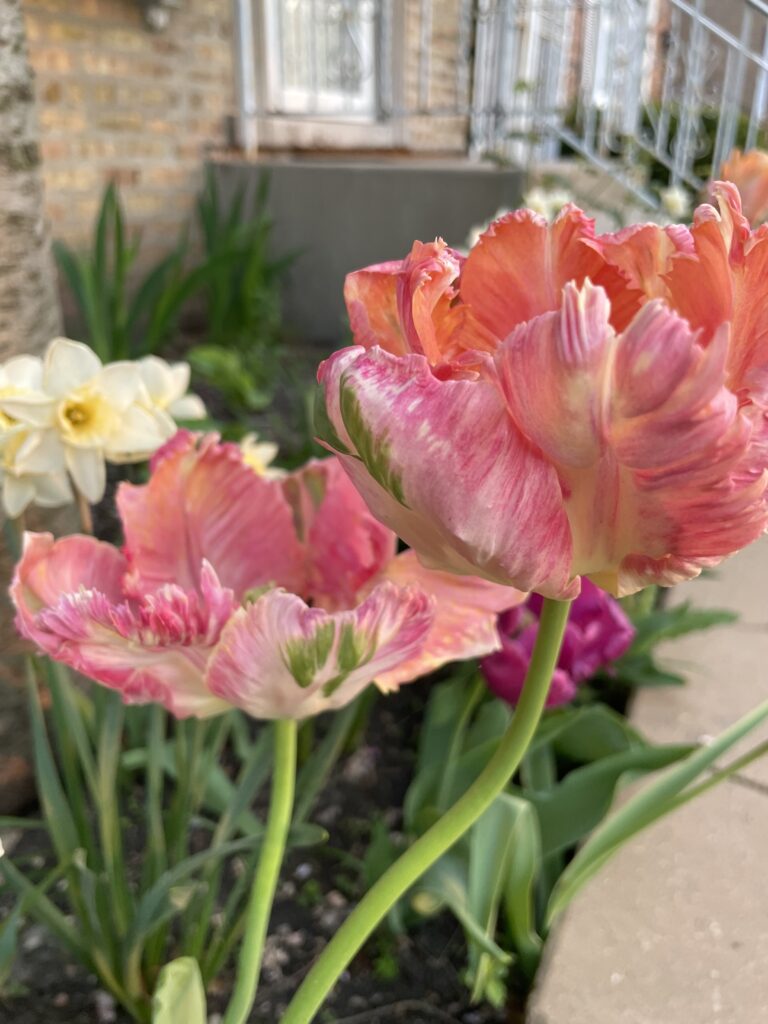 My amazing tulips!
