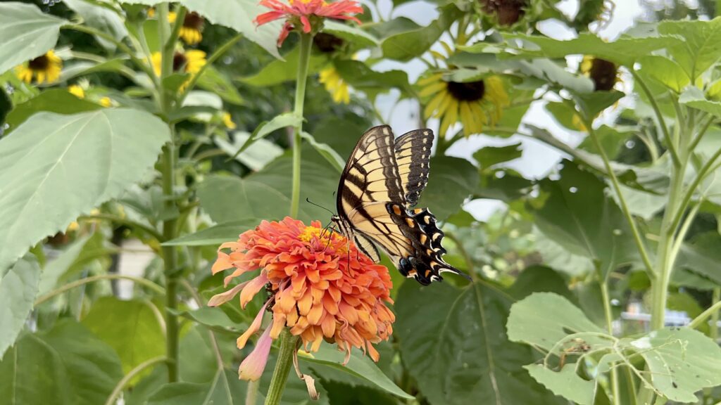 Butterfly 🦋 on our zinnias