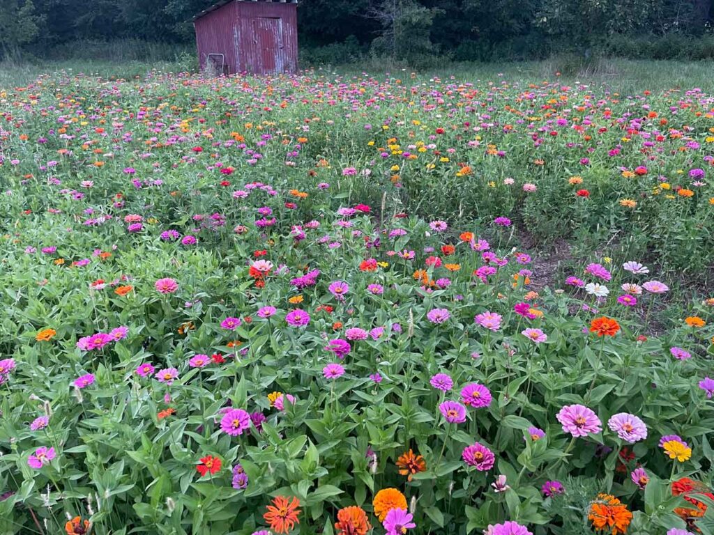 Roses are fine, but a field of zinnias is divine.