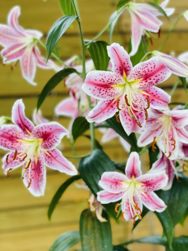 Lillies in bloom