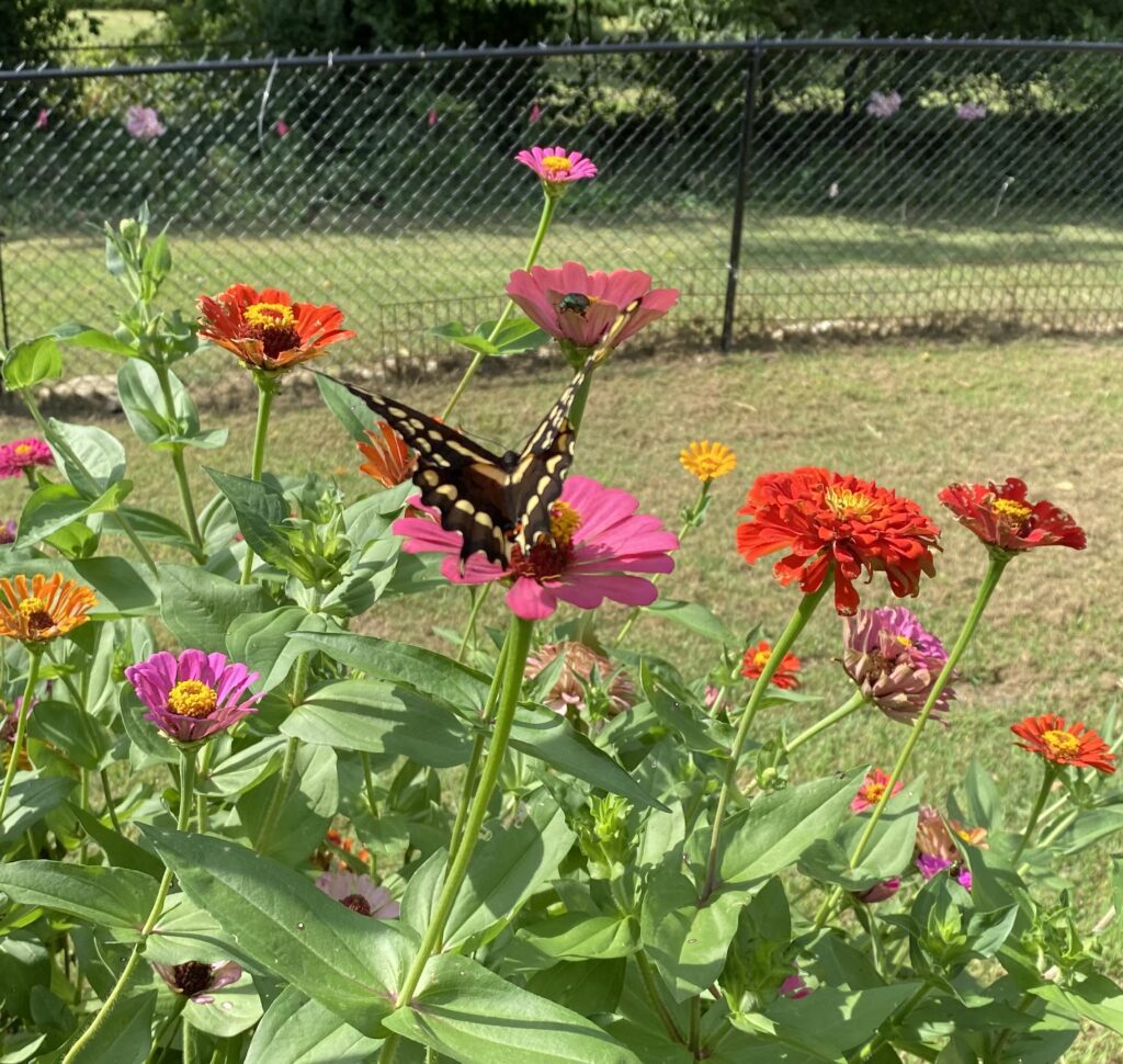 Butterflies and Zinnias