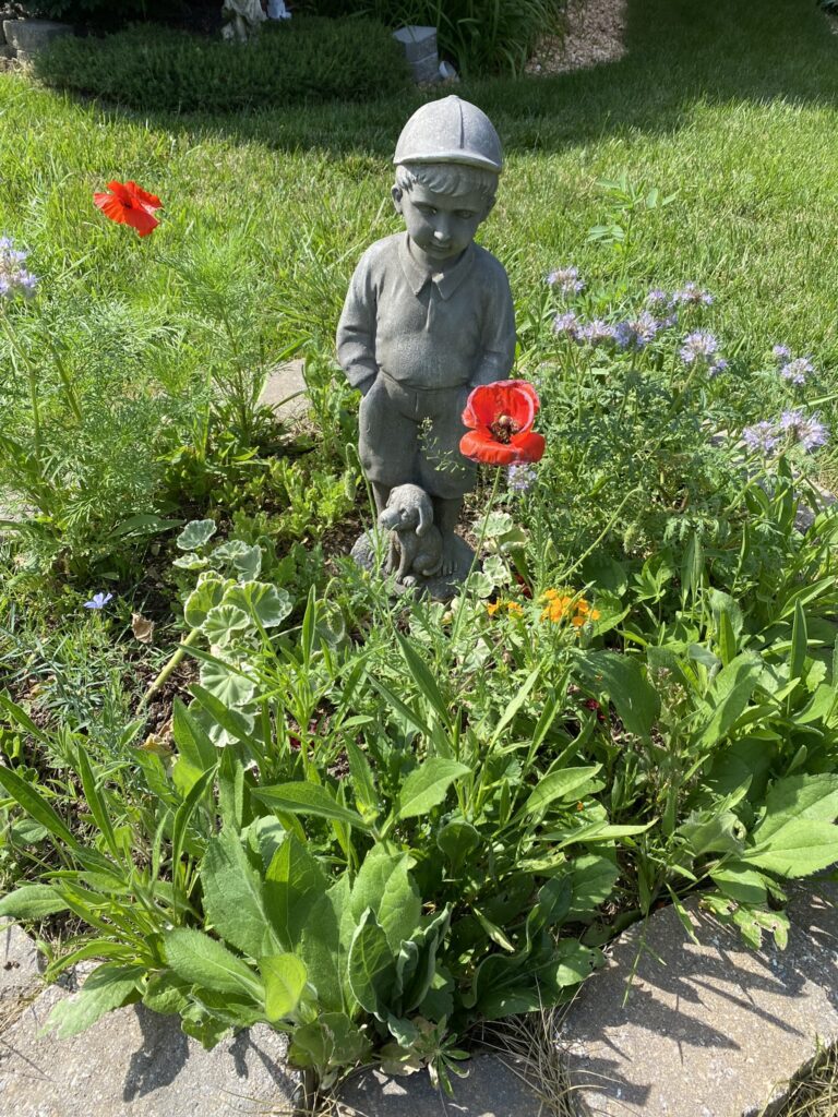 Red Corn Poppy in Wildflower Garden