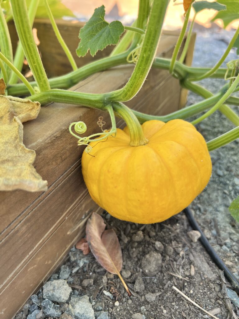 First Ever Pumpkin!
