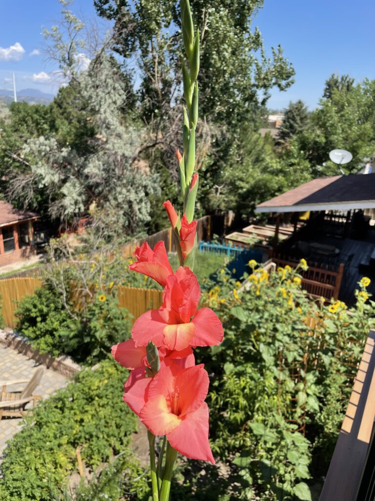 Colorful Colorado Backyard Blooms