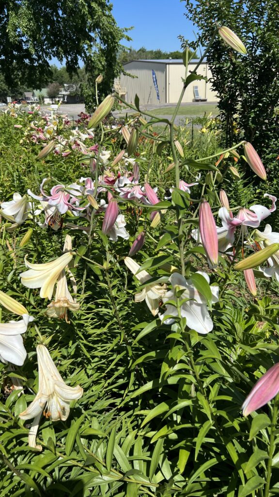 My field of lilies