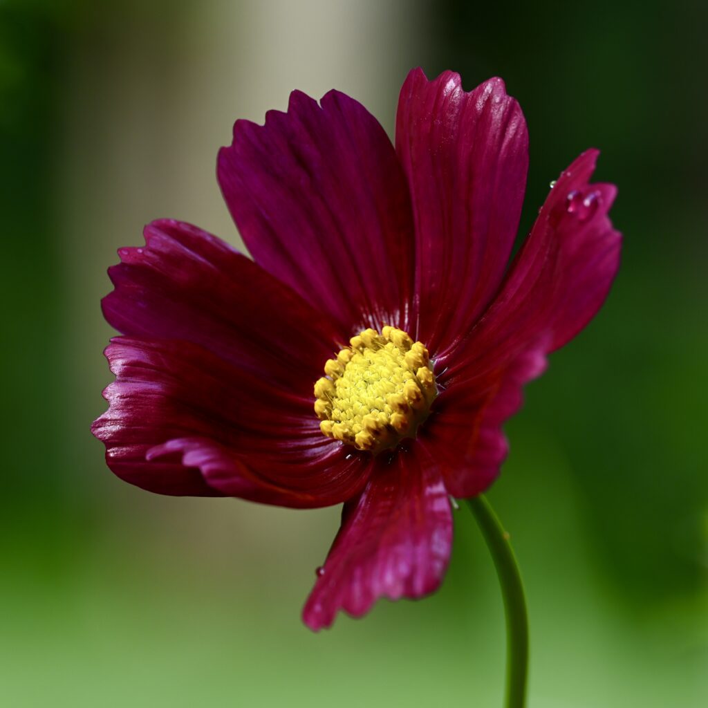 Cosmos flower in my garden (Psyche)