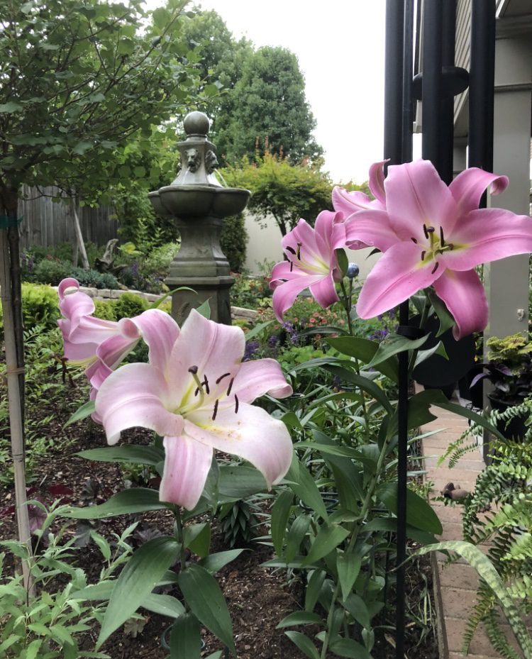 Lilies – first year blooms!
