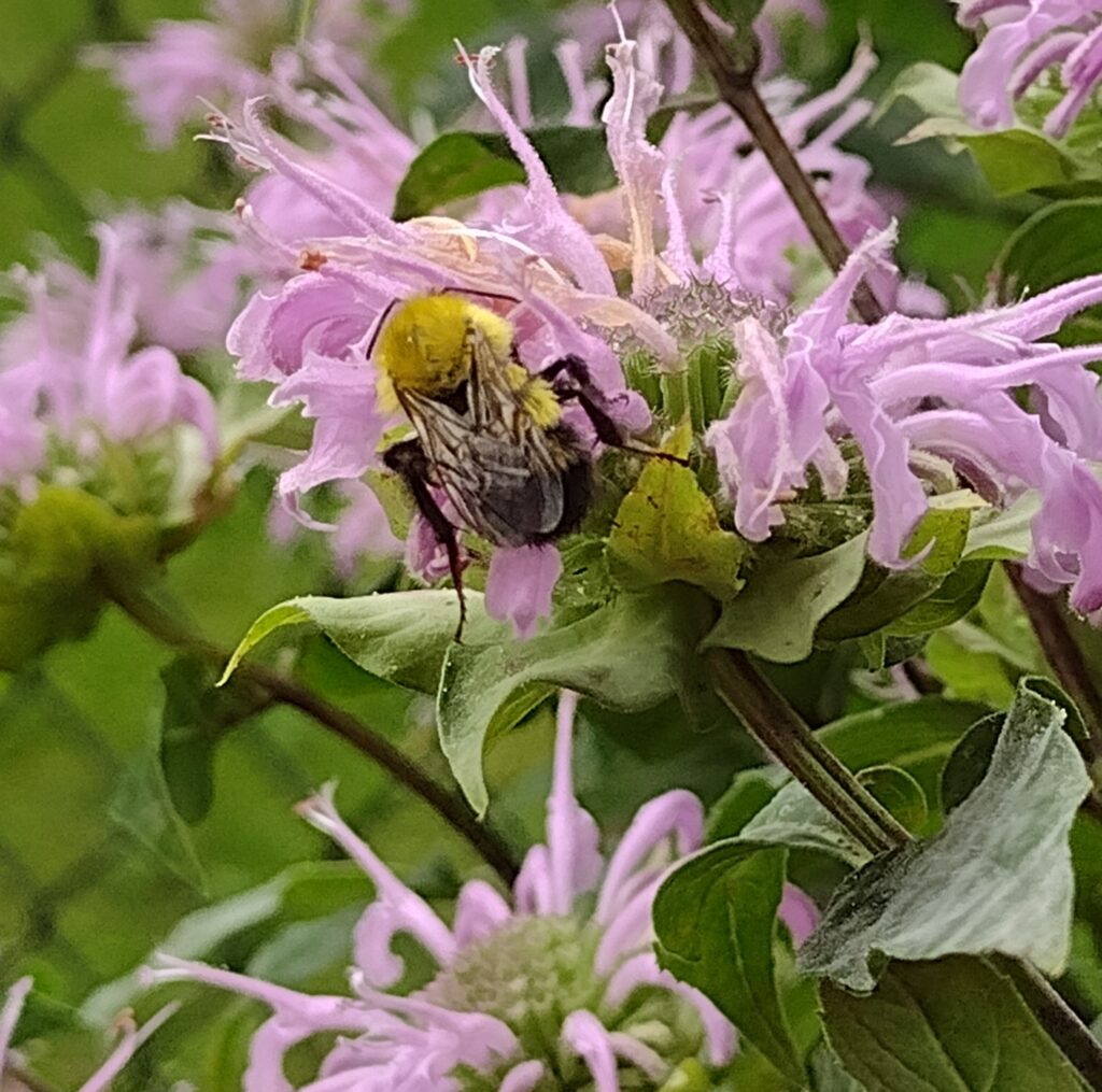 Putting the “Bee” in Bee Balm