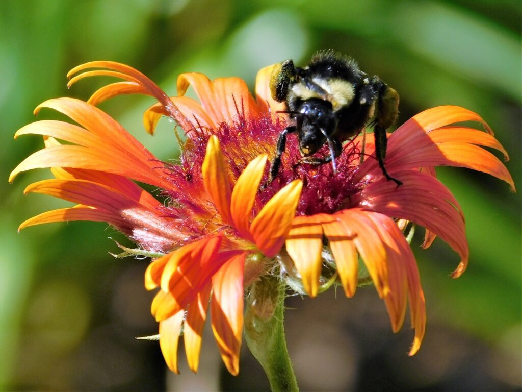 Bumble Bee Enjoying a Snack