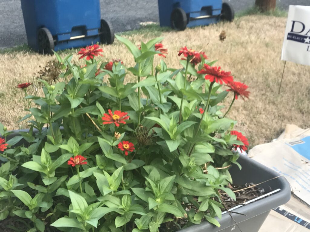 Wheel barrow of my red zinnias