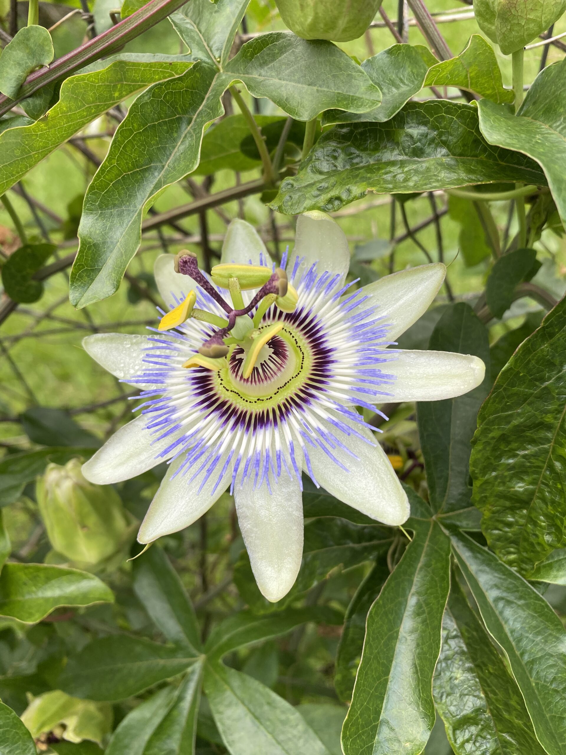 How to Plant Passiflora Seeds - Eden Brothers Planting Guides
